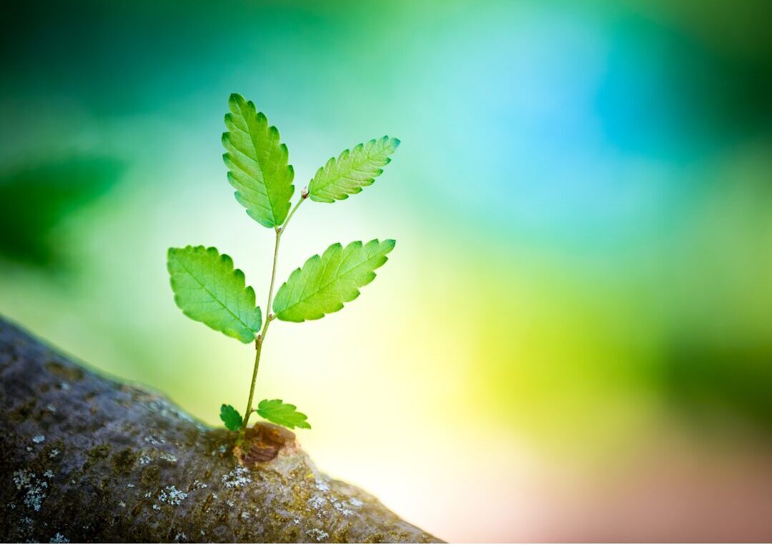 独立14周年を迎えました